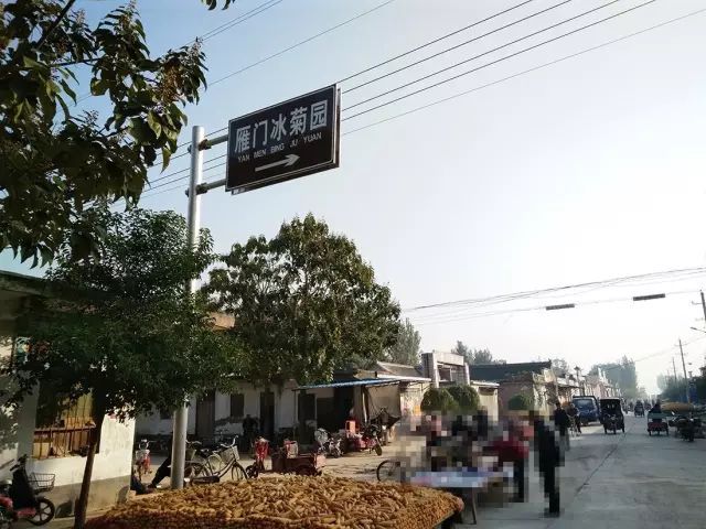 如何找到云臺(tái)冰菊？怎樣找到云臺(tái)冰菊？